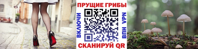Псилоцибиновые грибы Psilocybine cubensis Дедовск